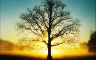 來(lái)生愿做一棵樹(shù)