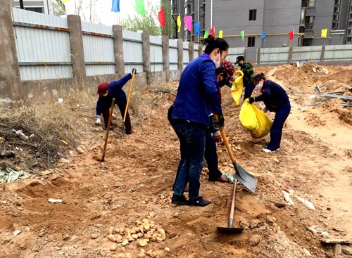 大秦置業秦和物業公司點種果蔬“一箭三雕”