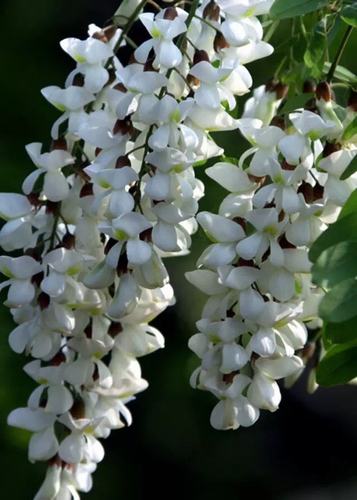 難忘家鄉槐花香