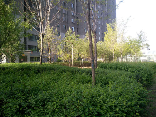 大秦置業公司：神南華府小區再添新綠意