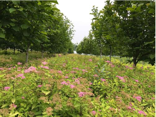 陜西綠宇園林公司:堅持改革不打烊 苗圃發展現成效