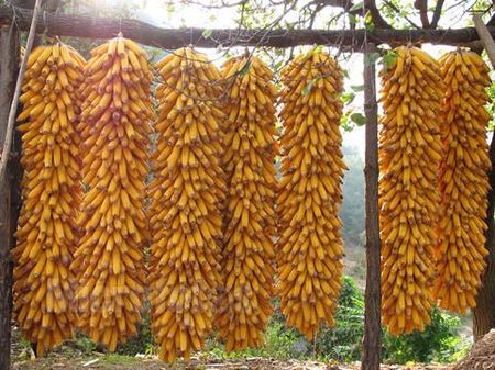 立秋節氣之由來