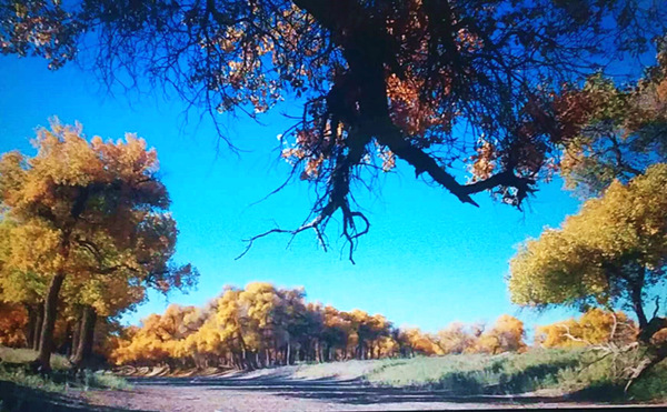 走進內(nèi)蒙額濟納，與胡楊林的美撞個滿懷