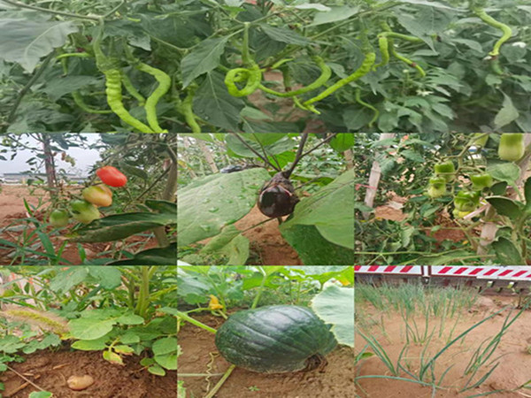 陜煤建設咸陽分公司第九項目部：碩果累累的“菜園子”，滿滿當當的“菜籃子”