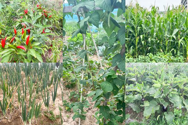 陜煤建設天工公司土建第七項目部:小小“菜園”,播種即是收獲