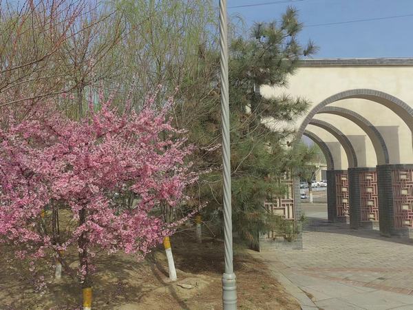 桃花花開在四月天