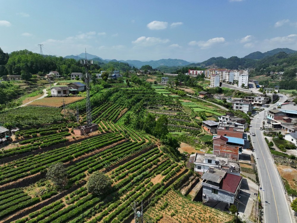 陜煤建設定點幫扶村：端起三碗“大碗茶” 走穩茶香客滿發展路