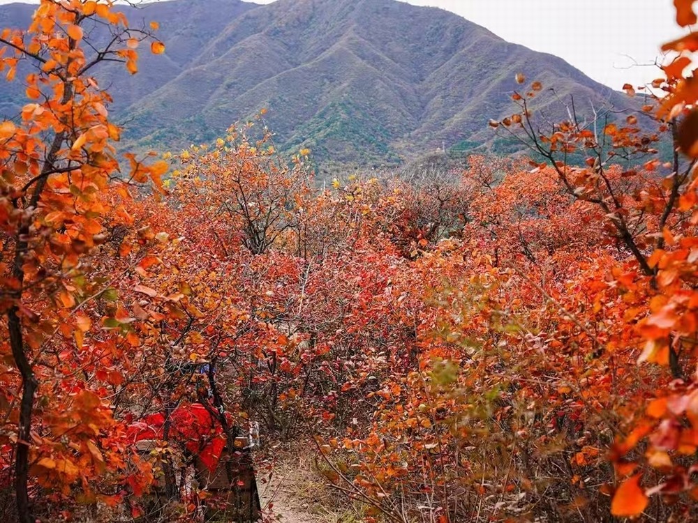 紅葉燃情，歷史鑄魂
