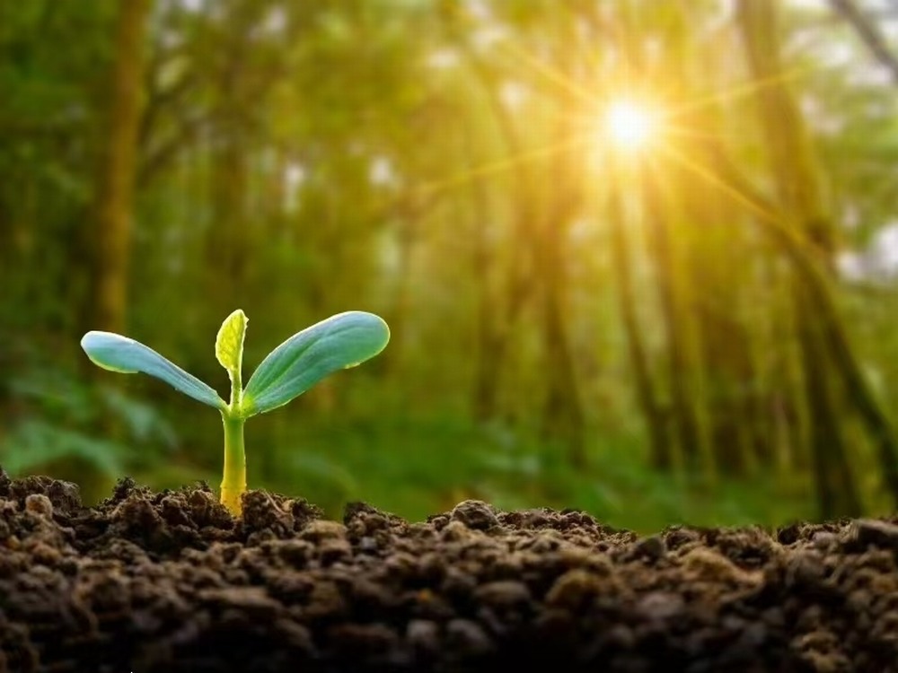 春日向暖  與夢同進