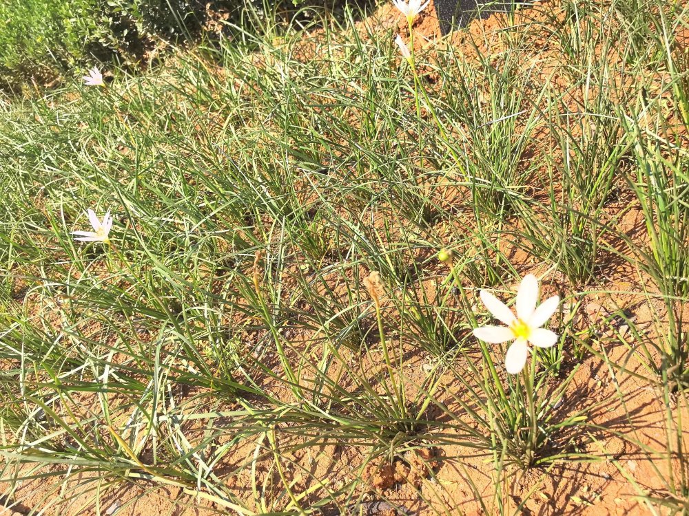 電廠花開(kāi)時(shí)，奮斗自成章