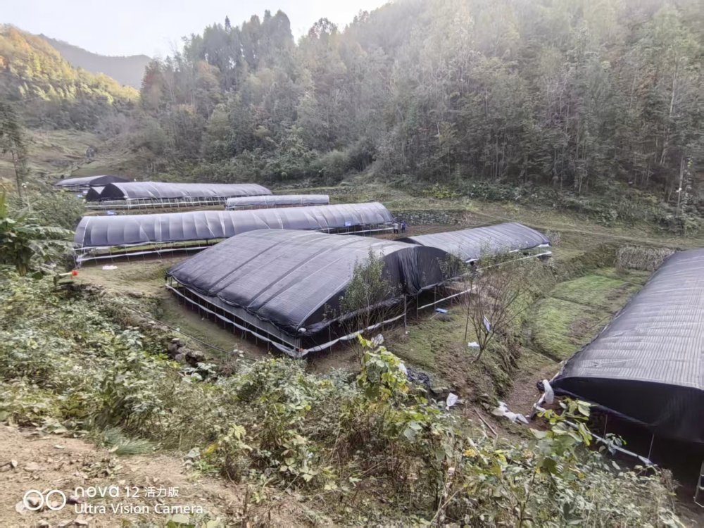 陜煤建設定點幫扶村:“菌”力量撐起“致富傘”